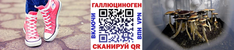 Псилоцибиновые грибы мицелий  Вятские Поляны 